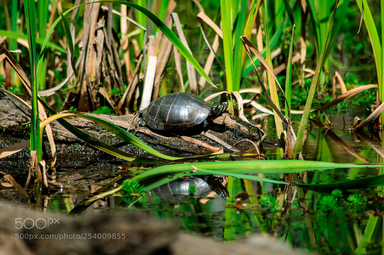 Nikon D7200 sample photo. Reflection of a turtle photography