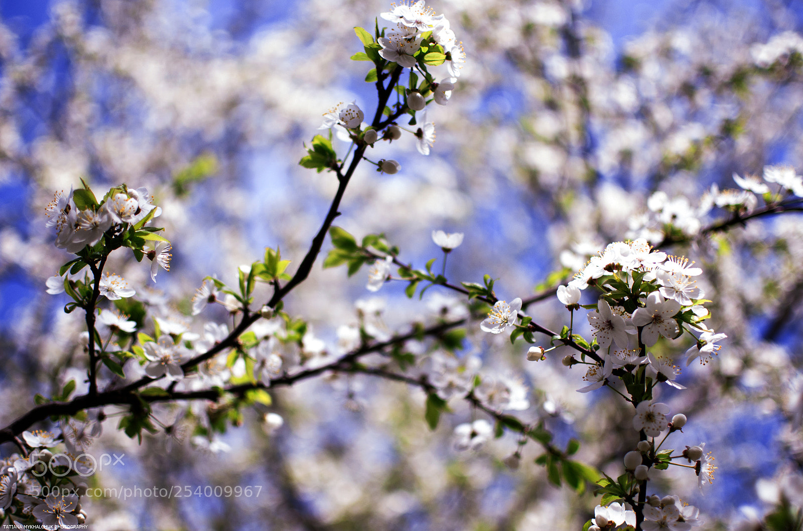 Nikon D5100 sample photo. Bloom! photography