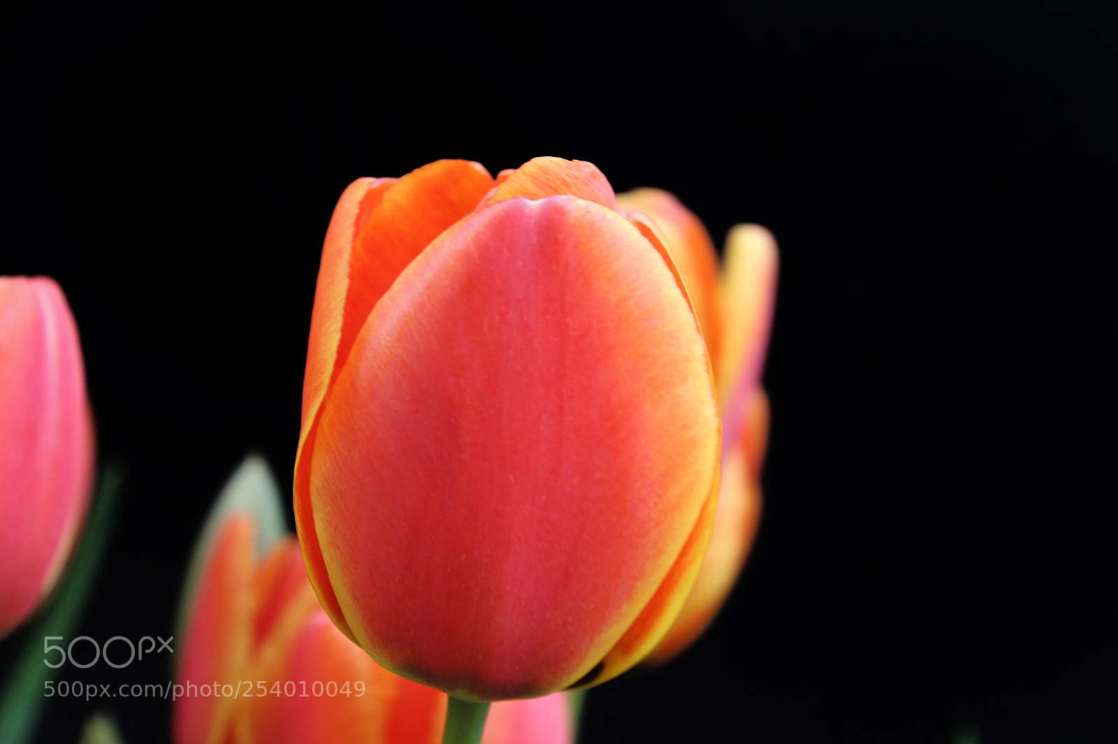 Canon EOS 700D (EOS Rebel T5i / EOS Kiss X7i) sample photo. Tulip photography