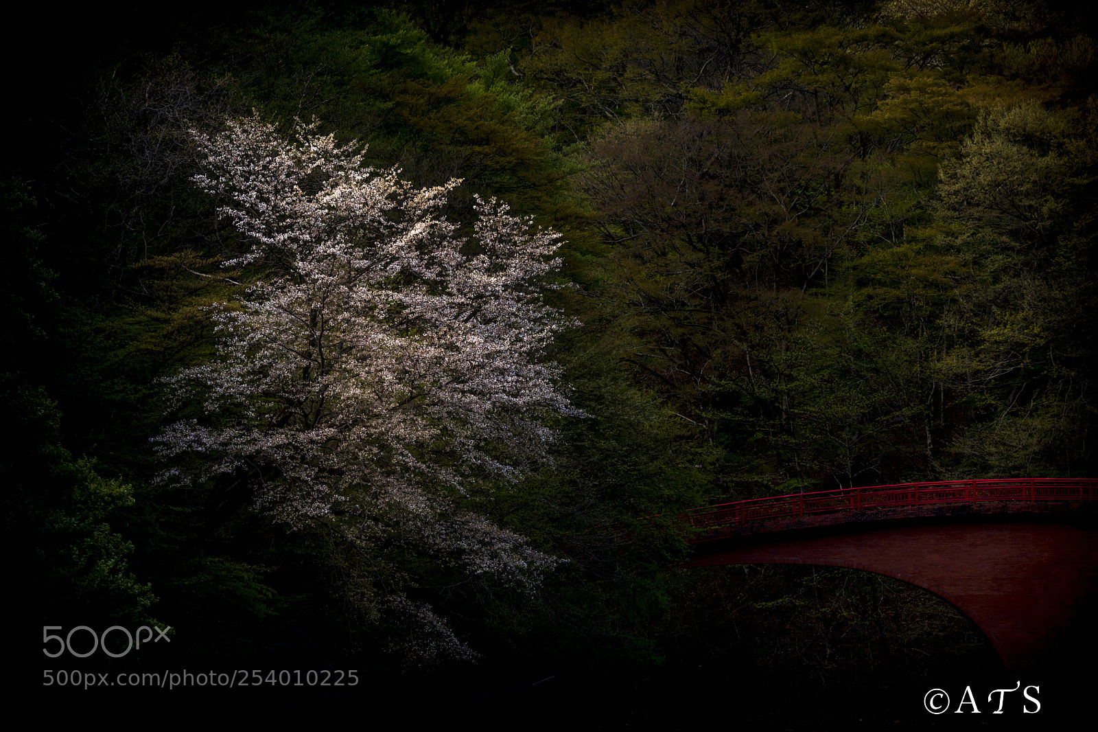 Canon EOS 5D Mark IV sample photo. Cherry blossoms photography