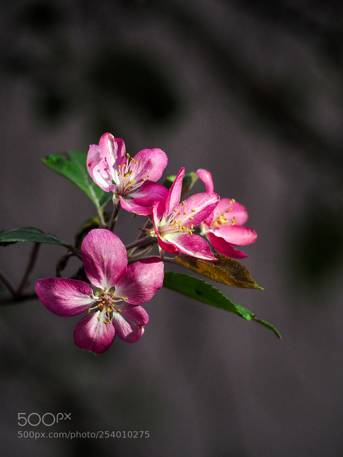 Olympus OM-D E-M10 II sample photo. Яблоня photography