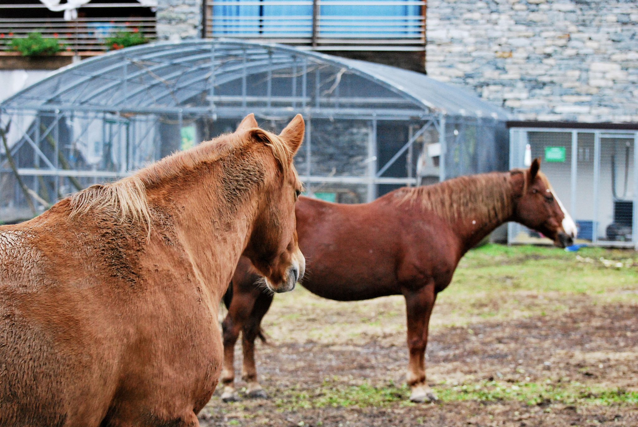 Nikon D60 sample photo. Brown horses photography