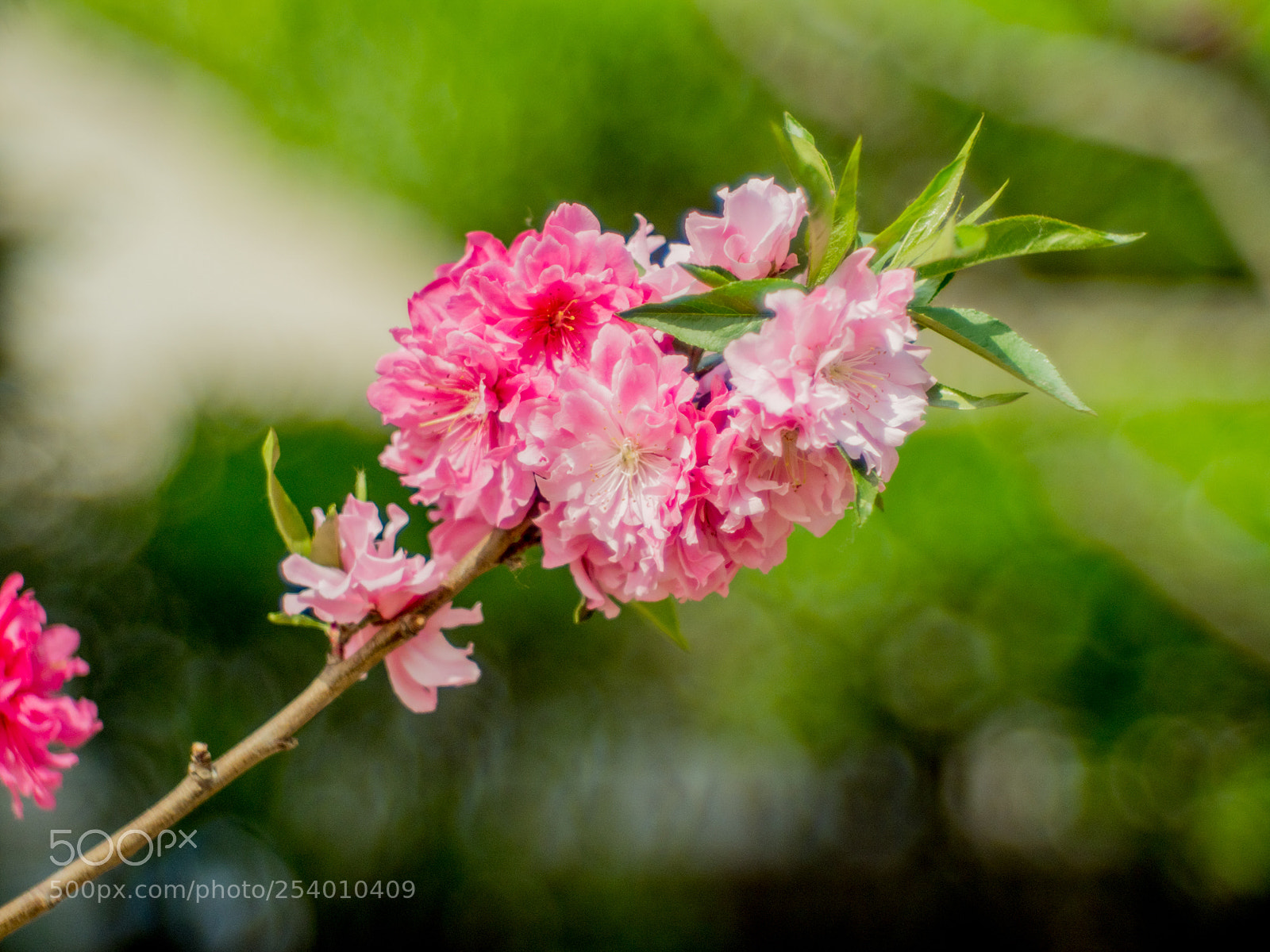 Olympus OM-D E-M1 Mark II sample photo. Untitled photography