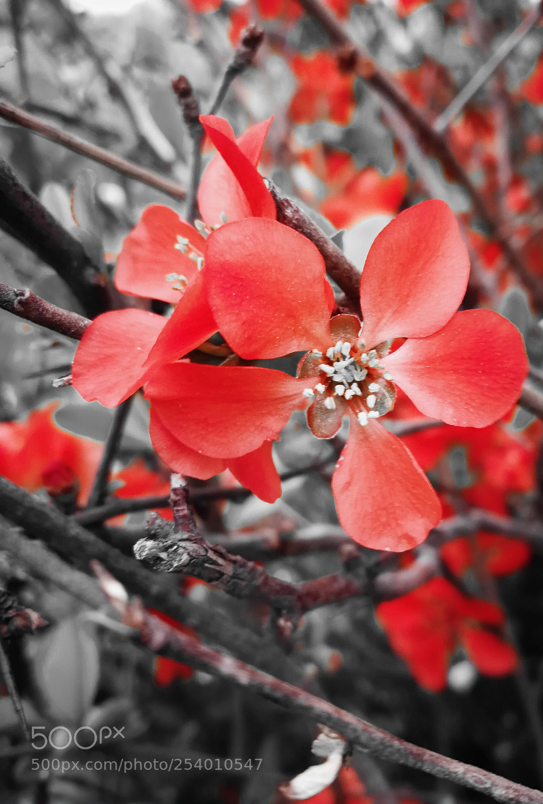 HUAWEI P10 sample photo. Red stain photography