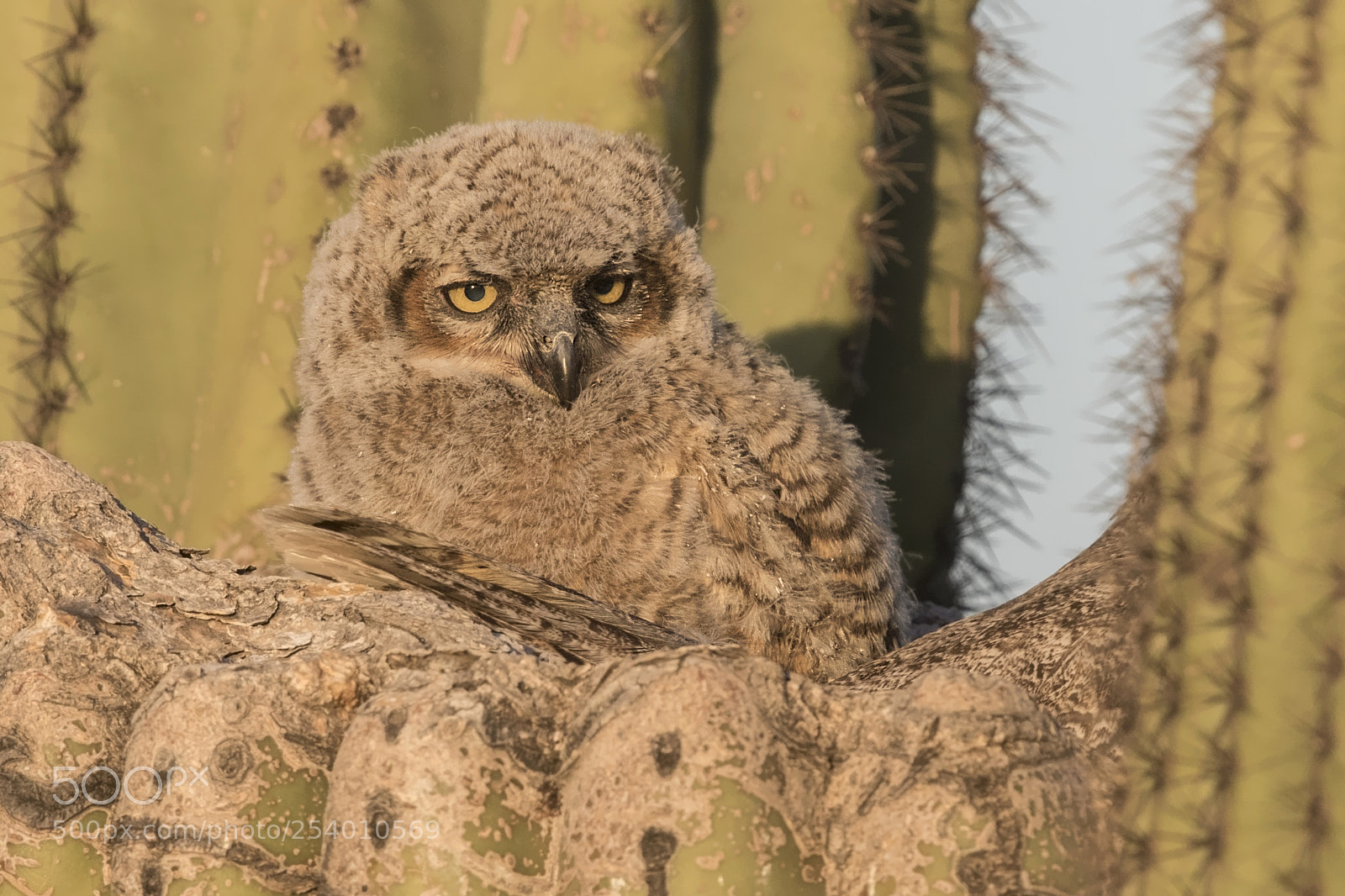 Canon EOS 7D Mark II sample photo. Young great horned owl photography