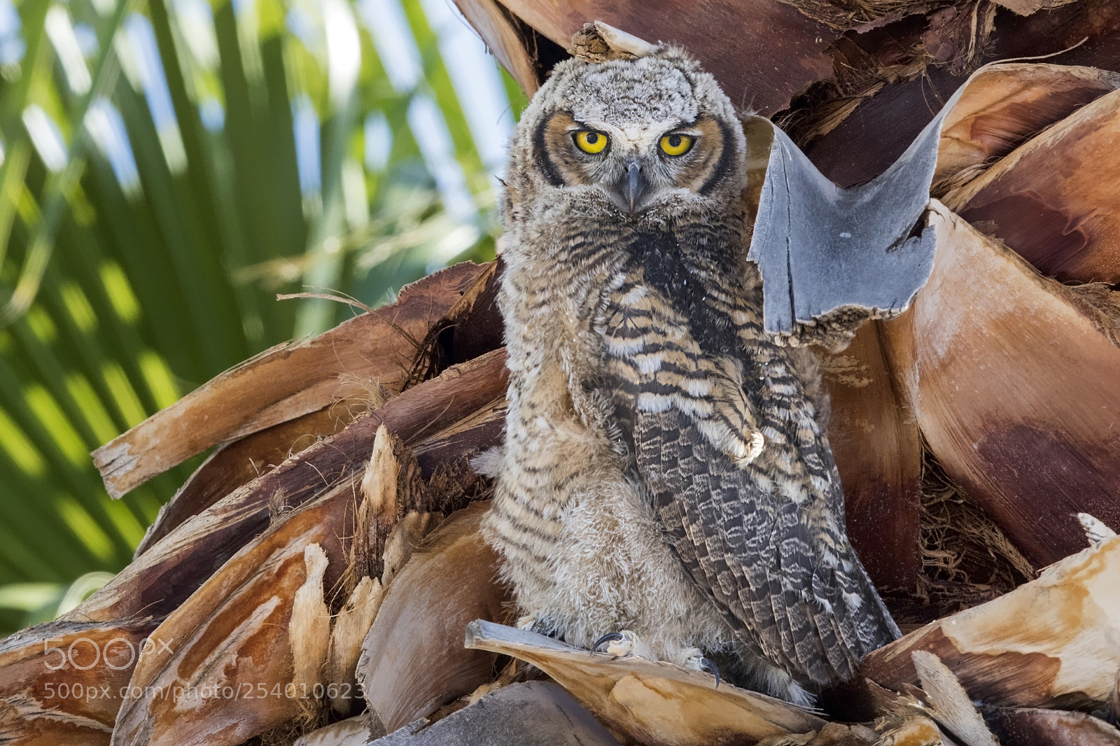 Canon EOS 7D Mark II sample photo. Young great horned owl photography