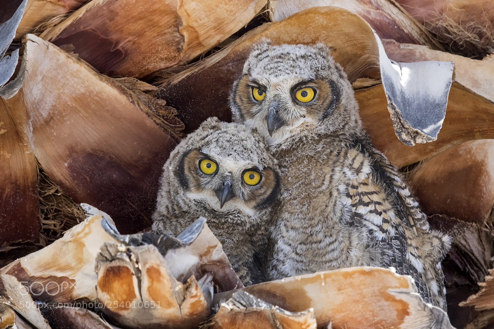 Canon EOS 7D Mark II sample photo. Young great horned owls photography