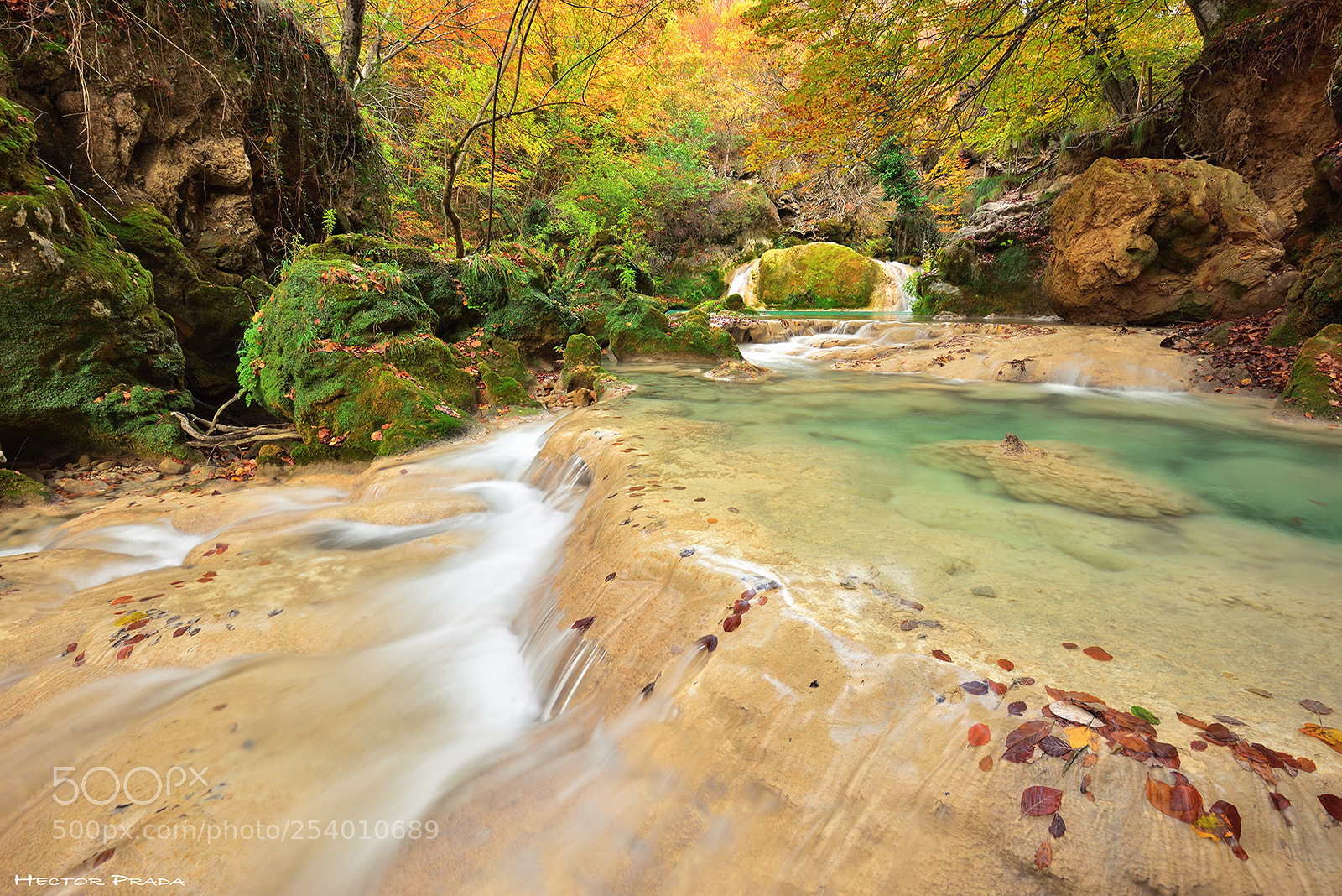 Nikon D610 sample photo. Autumn sensations photography