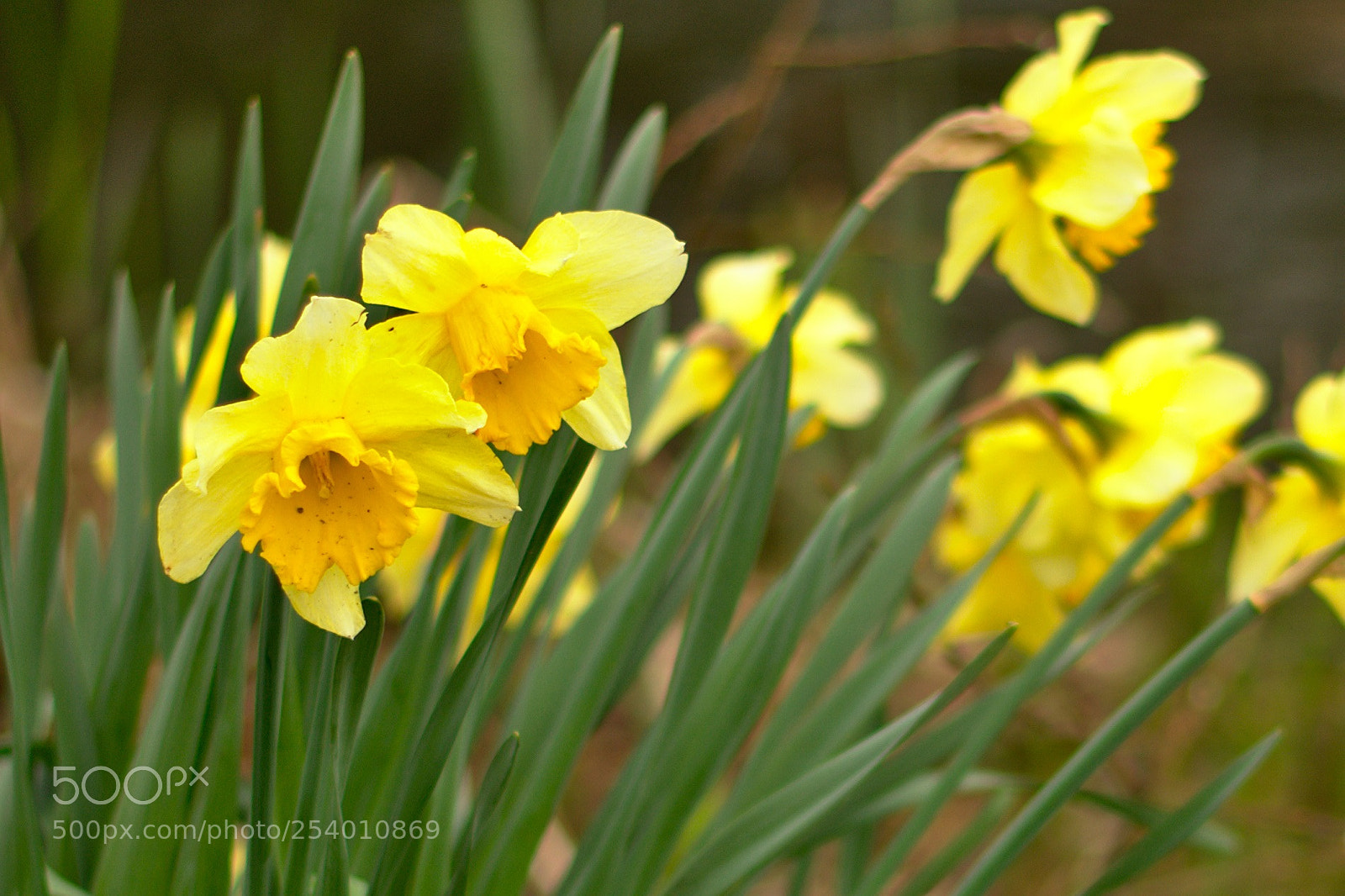 Nikon D3400 sample photo. Flowers photography