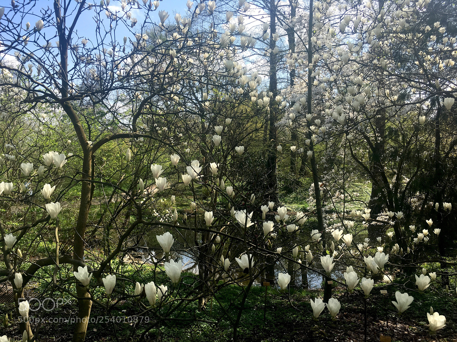 Apple iPhone SE sample photo. Flowering magnolia denudata photography
