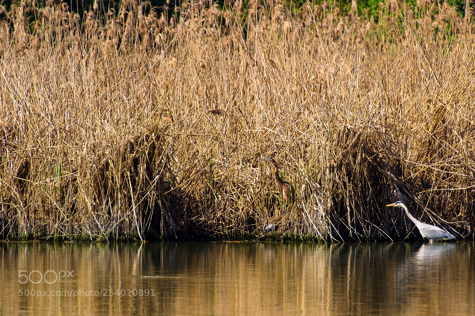 Canon EOS 1200D (EOS Rebel T5 / EOS Kiss X70 / EOS Hi) sample photo. Purple and gray herons photography