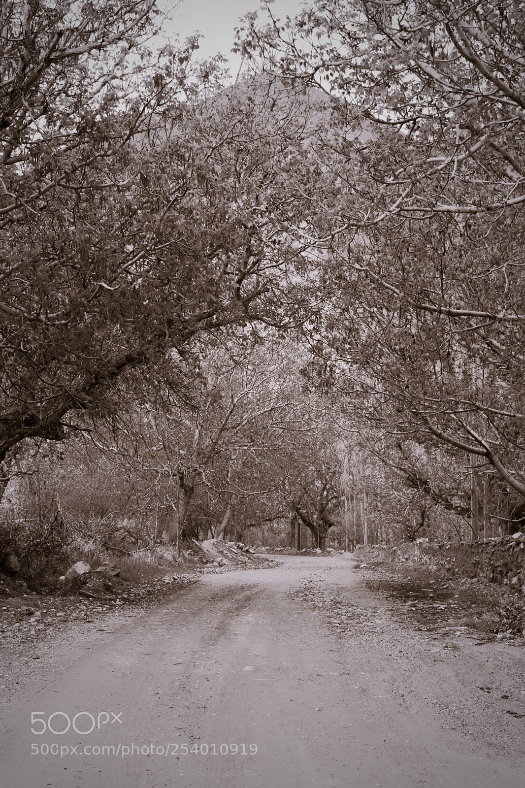 Nikon D5200 sample photo. Lovely spring photography