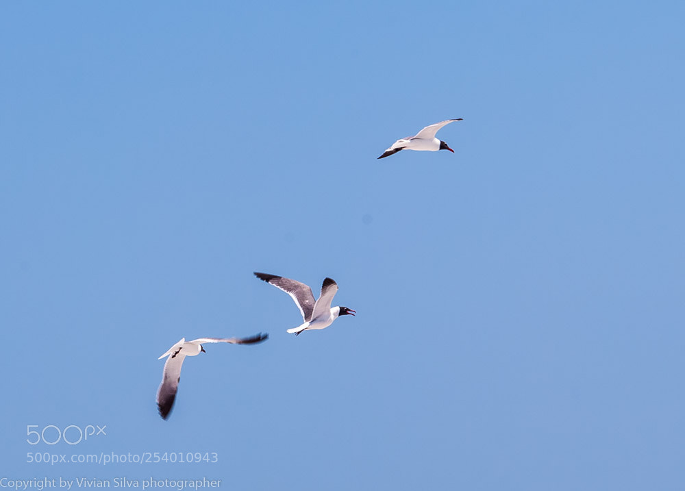Canon EOS 5D Mark II sample photo. Common tern birds photography