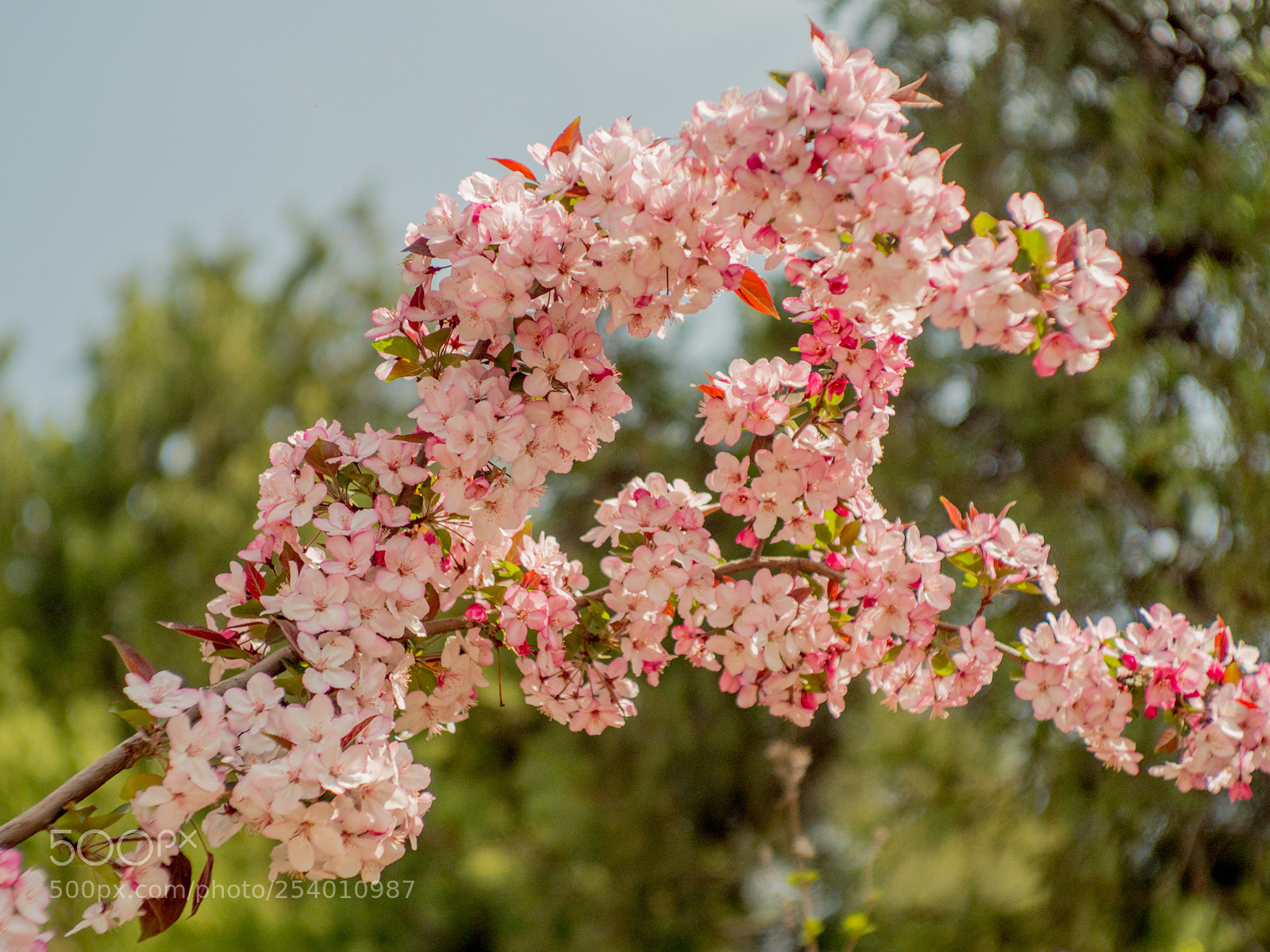 Olympus OM-D E-M1 Mark II sample photo. Untitled photography