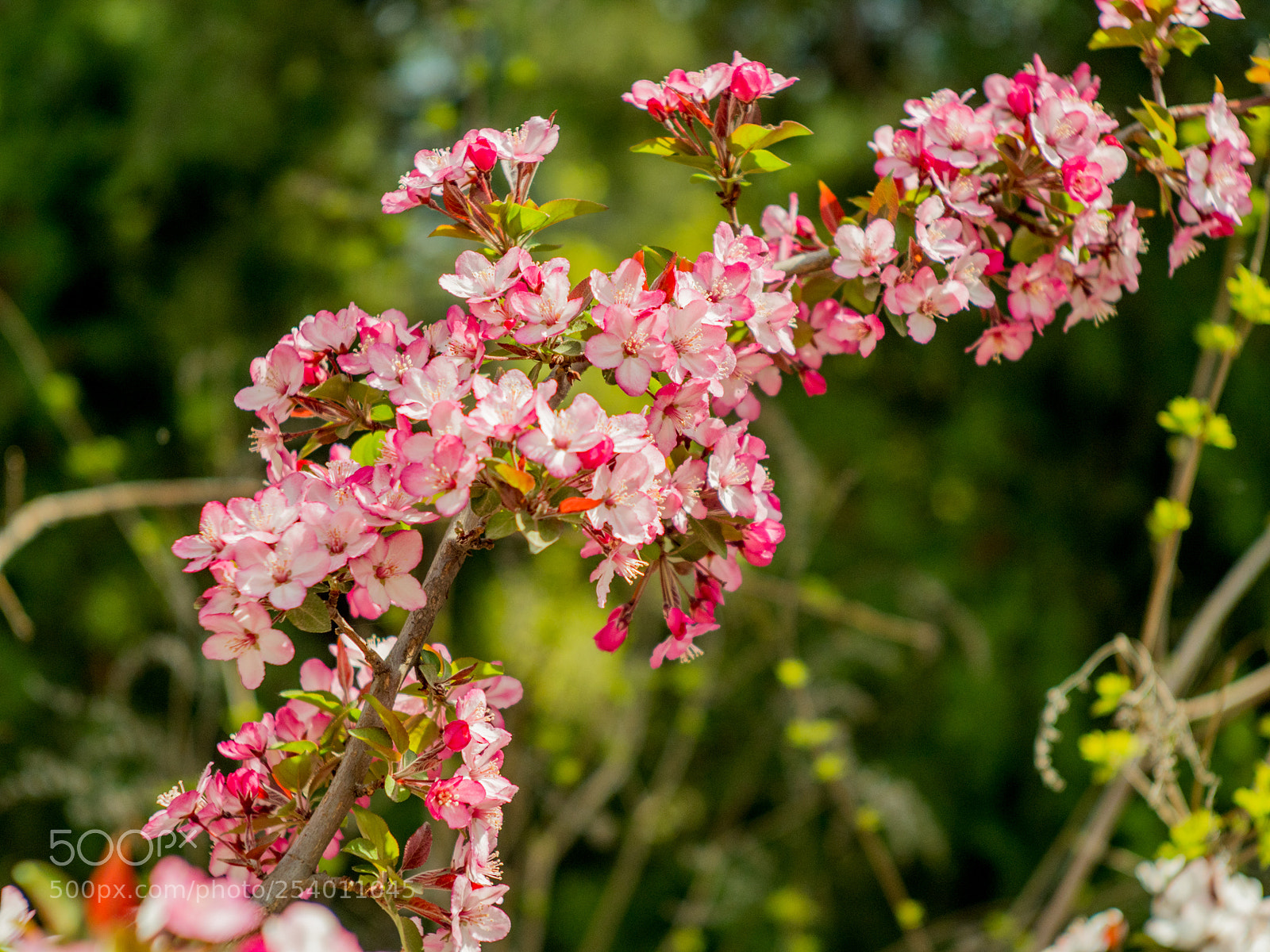Olympus OM-D E-M1 Mark II sample photo. Untitled photography