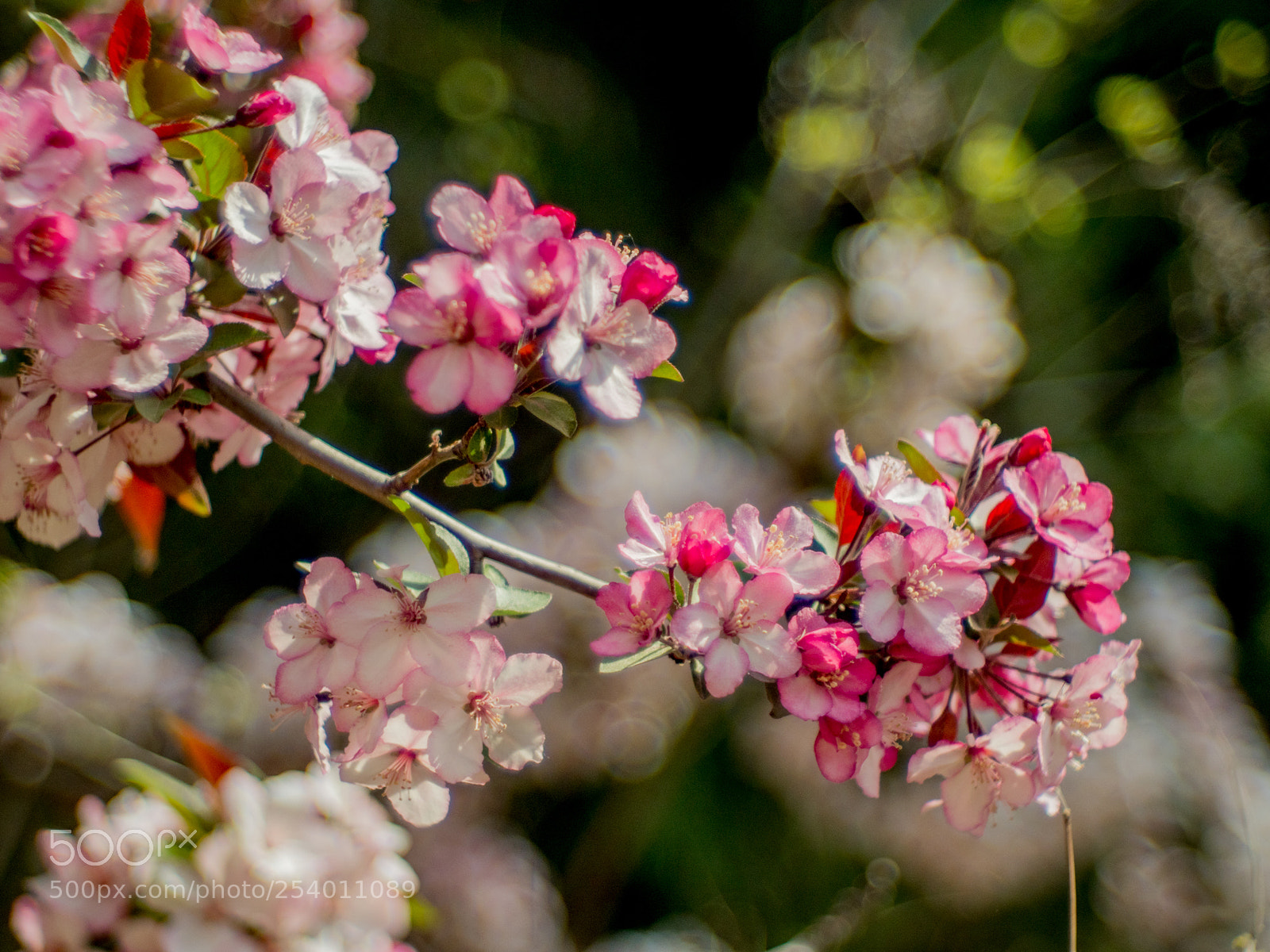 Olympus OM-D E-M1 Mark II sample photo. Untitled photography