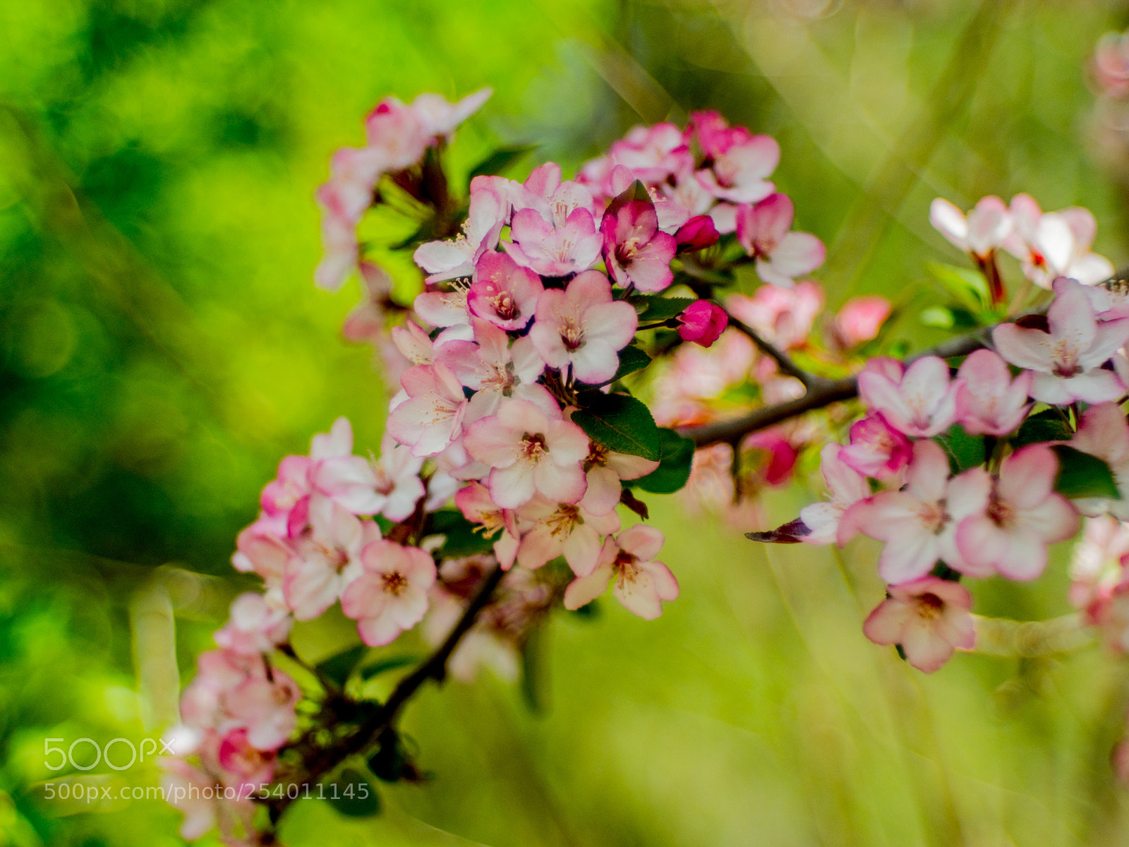 Olympus OM-D E-M1 Mark II sample photo. Untitled photography