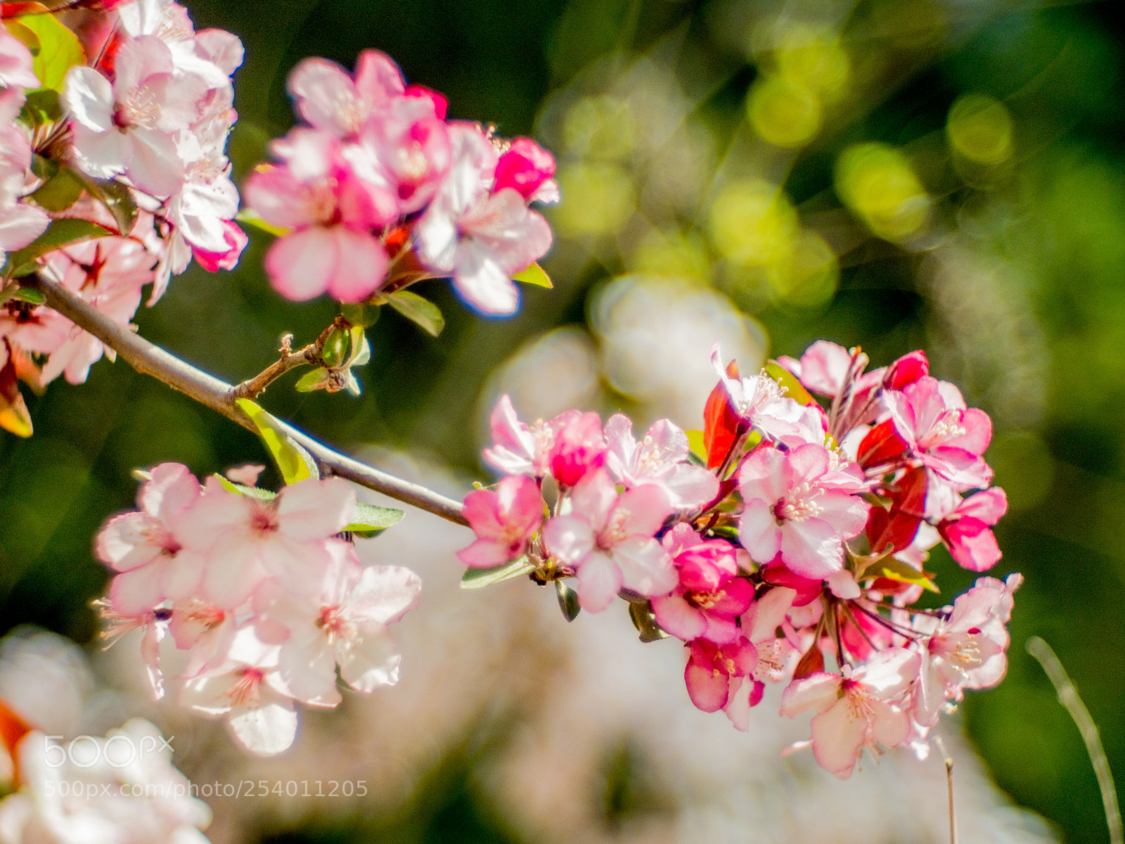 Olympus OM-D E-M1 Mark II sample photo. Untitled photography