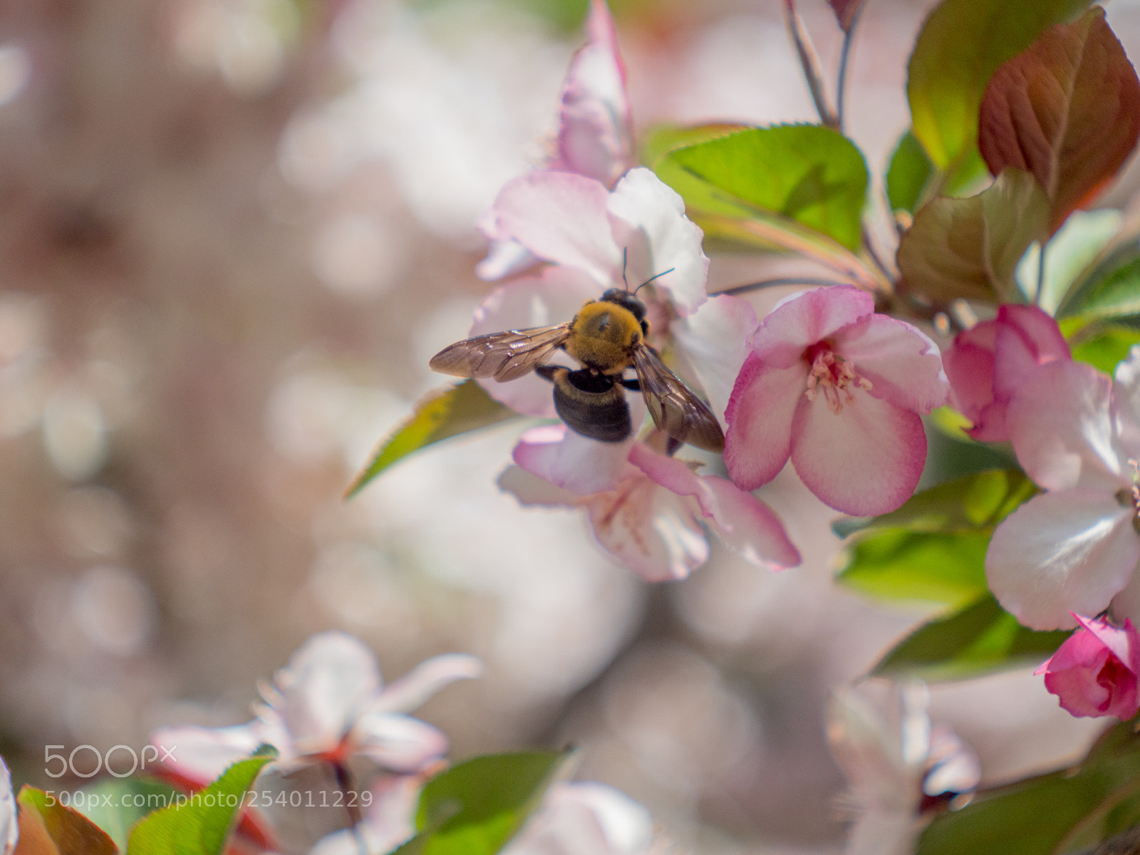 Olympus OM-D E-M1 Mark II sample photo. Untitled photography
