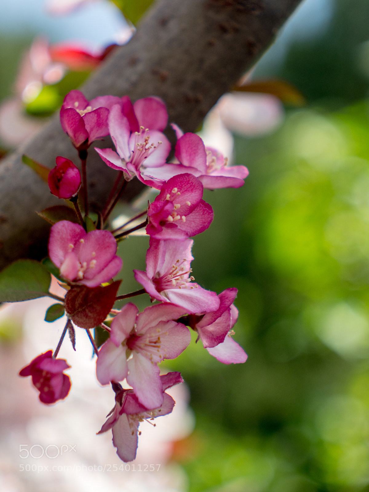 Olympus OM-D E-M1 Mark II sample photo. Untitled photography