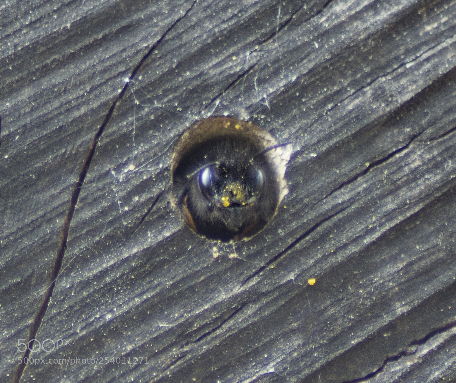 Sony SLT-A77 sample photo. Mason bee photography