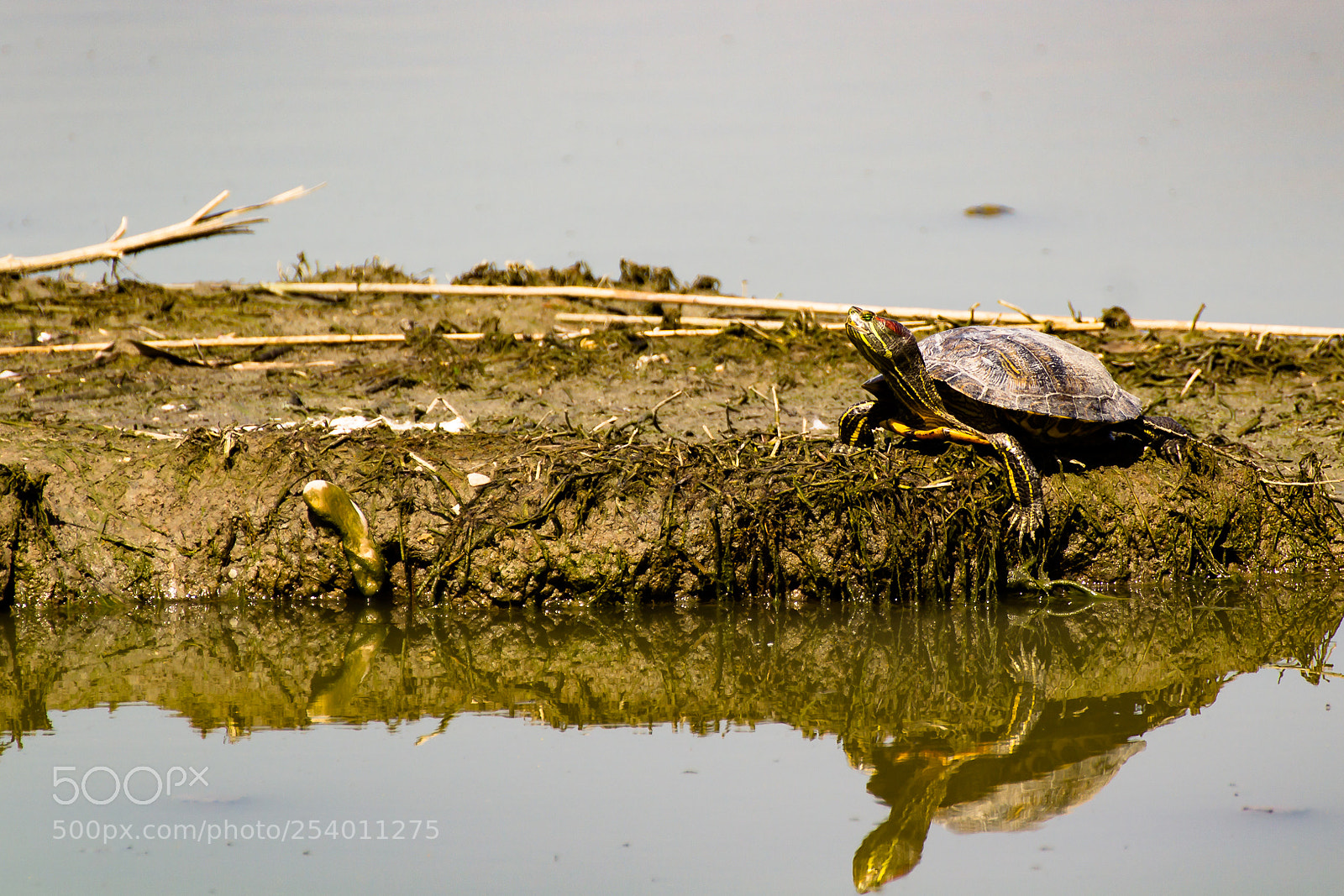 Canon EOS 1200D (EOS Rebel T5 / EOS Kiss X70 / EOS Hi) sample photo. Turtle and sun photography