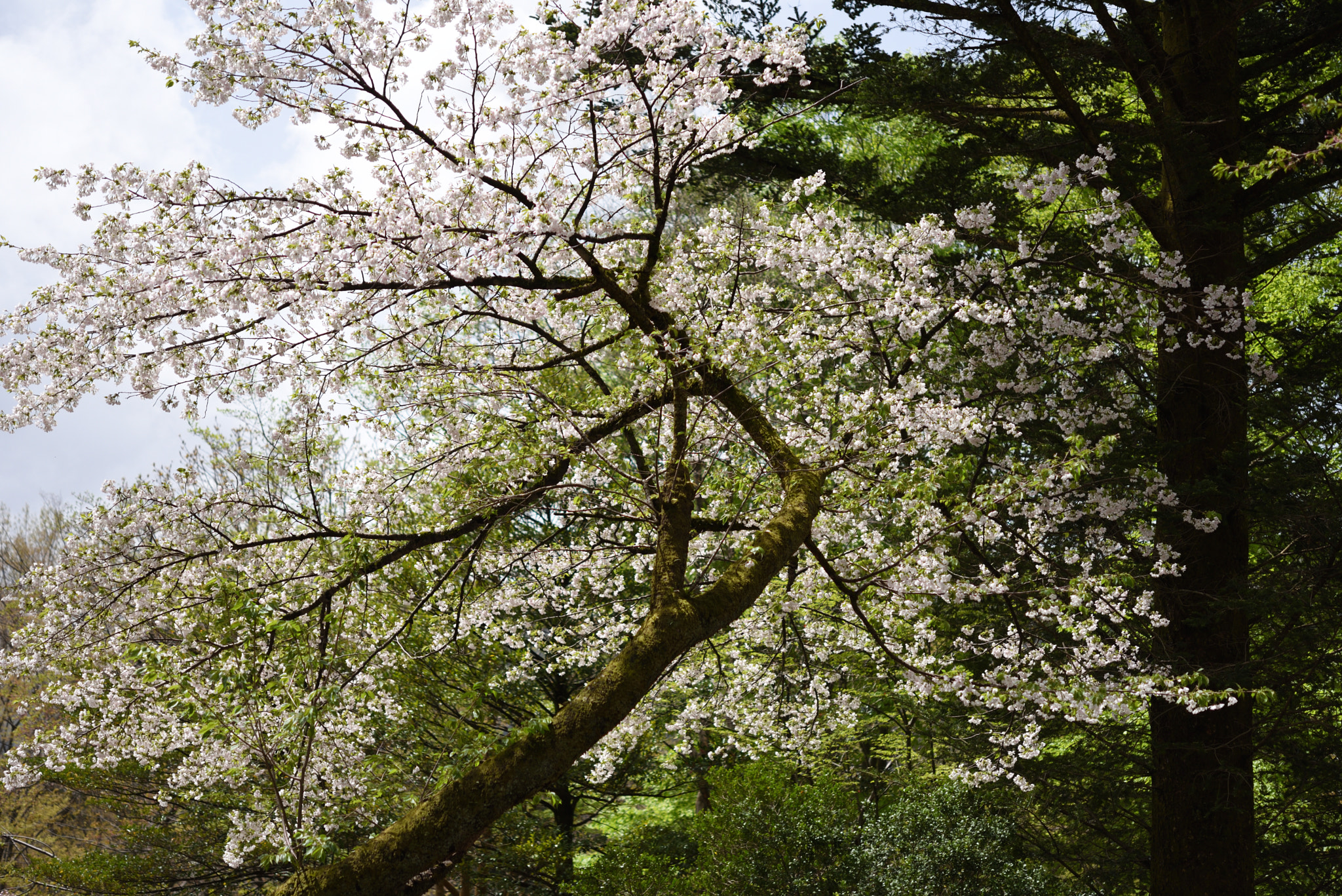 Nikon D750 + Nikon AF-S Micro-Nikkor 60mm F2.8G ED sample photo. 桜・水上（ミナカミ） 白山樹木公園 photography