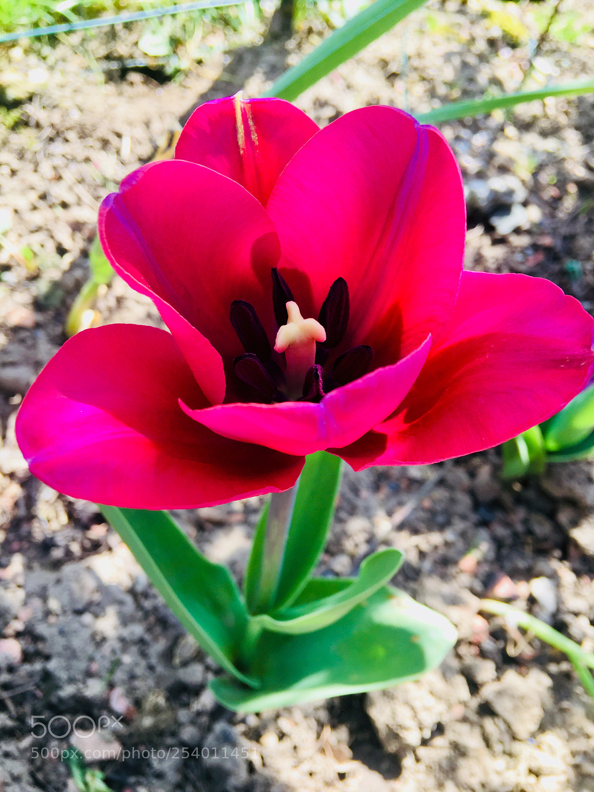 Apple iPhone 6s Plus sample photo. Untitled photography
