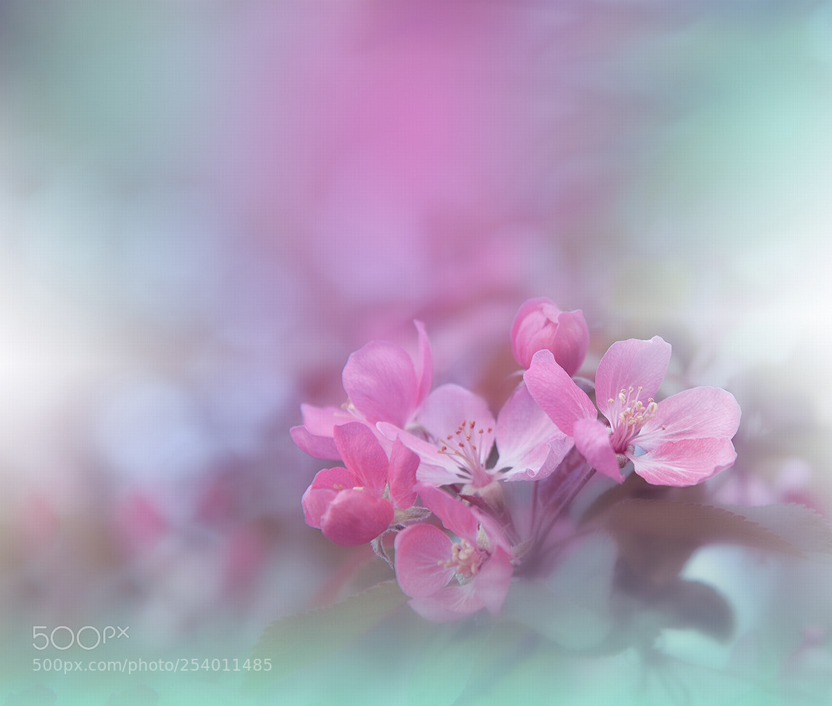 Nikon D800E sample photo. Blossoms spring sakura.. photography