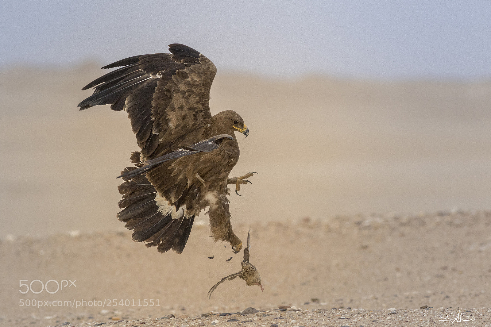 Canon EOS 7D Mark II sample photo. Eagle photography