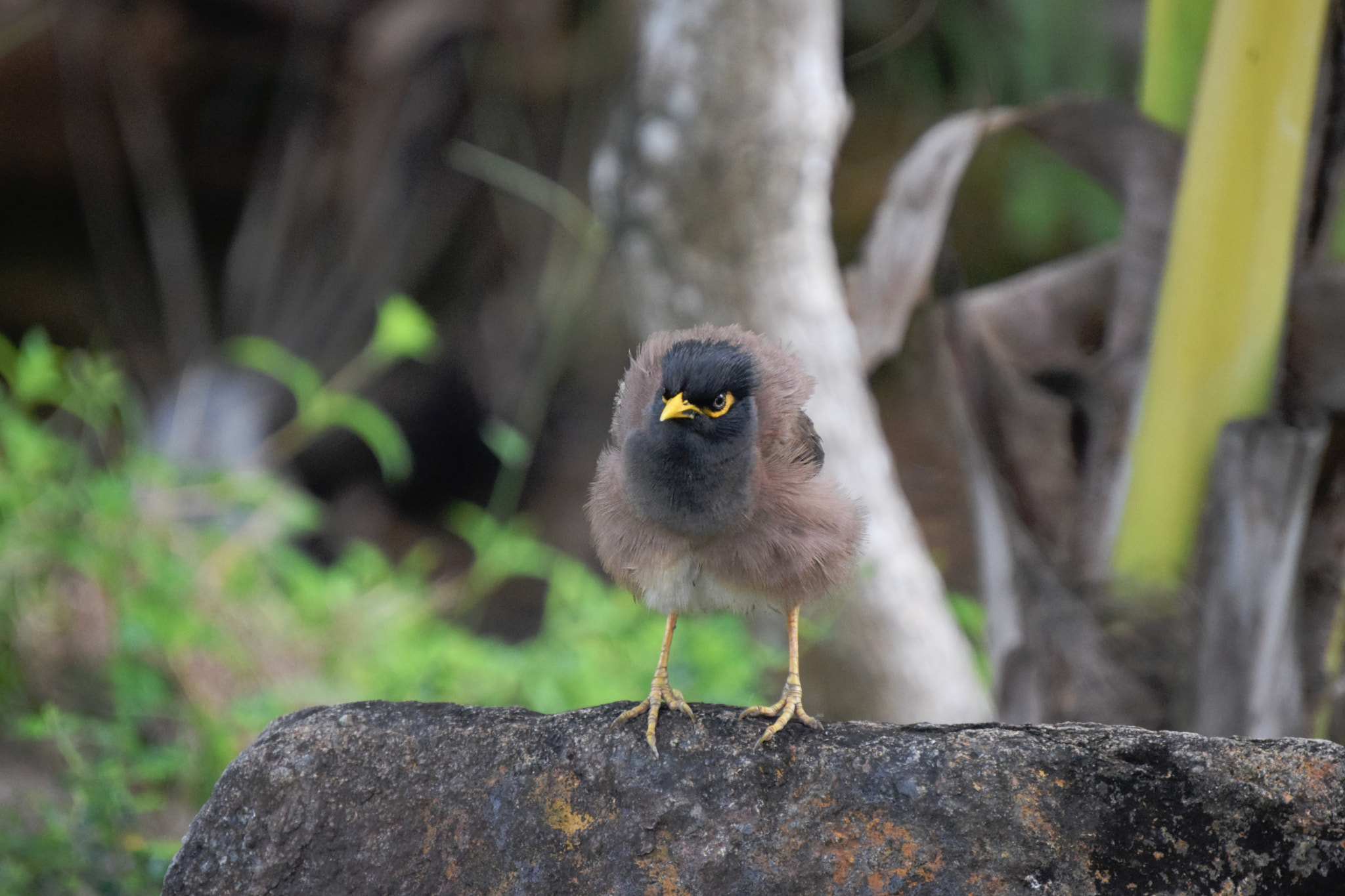 Nikon D3300 sample photo. Shaking bird photography