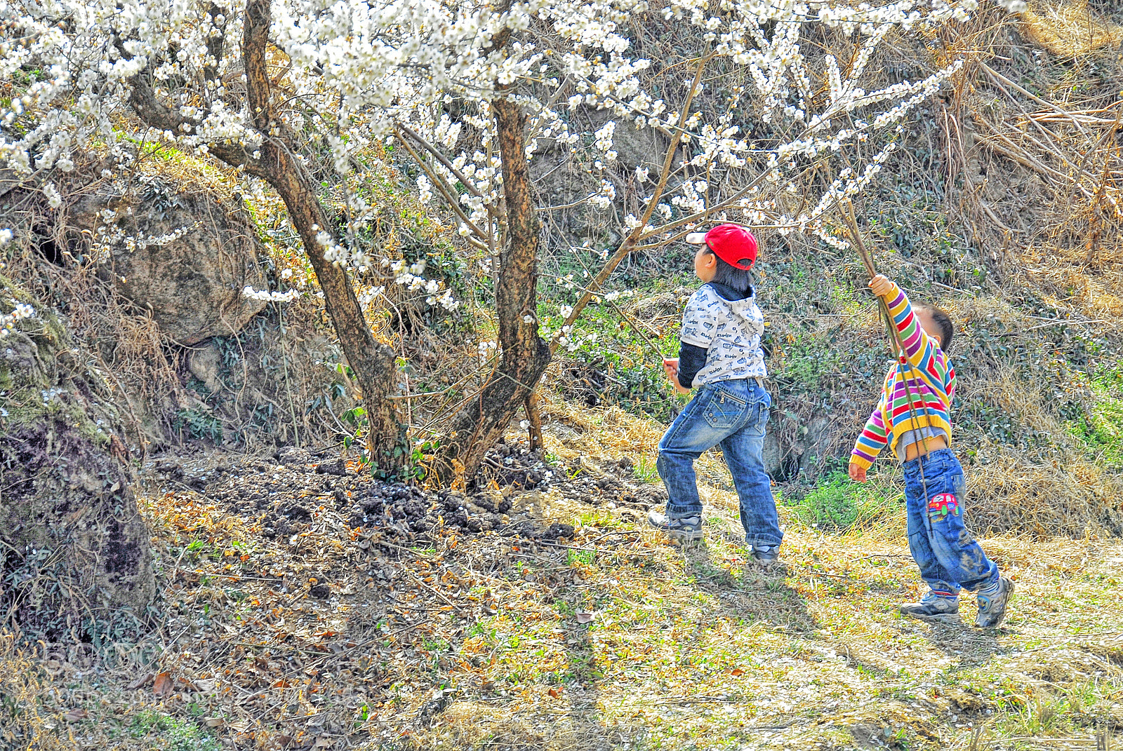 Nikon D200 sample photo. 매화동심 photography