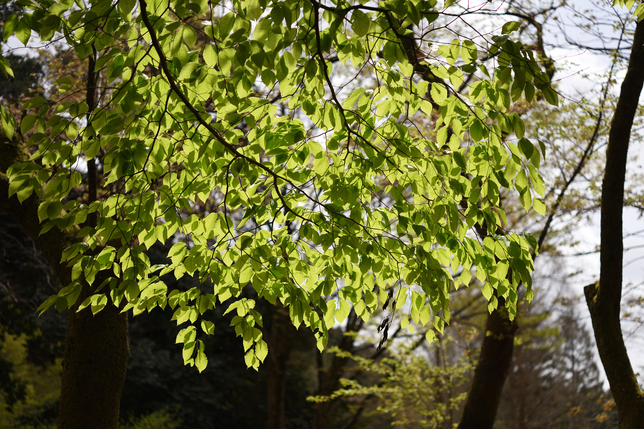 Nikon D750 + Nikon AF-S Micro-Nikkor 60mm F2.8G ED sample photo. ブナ 白山樹木公園 photography