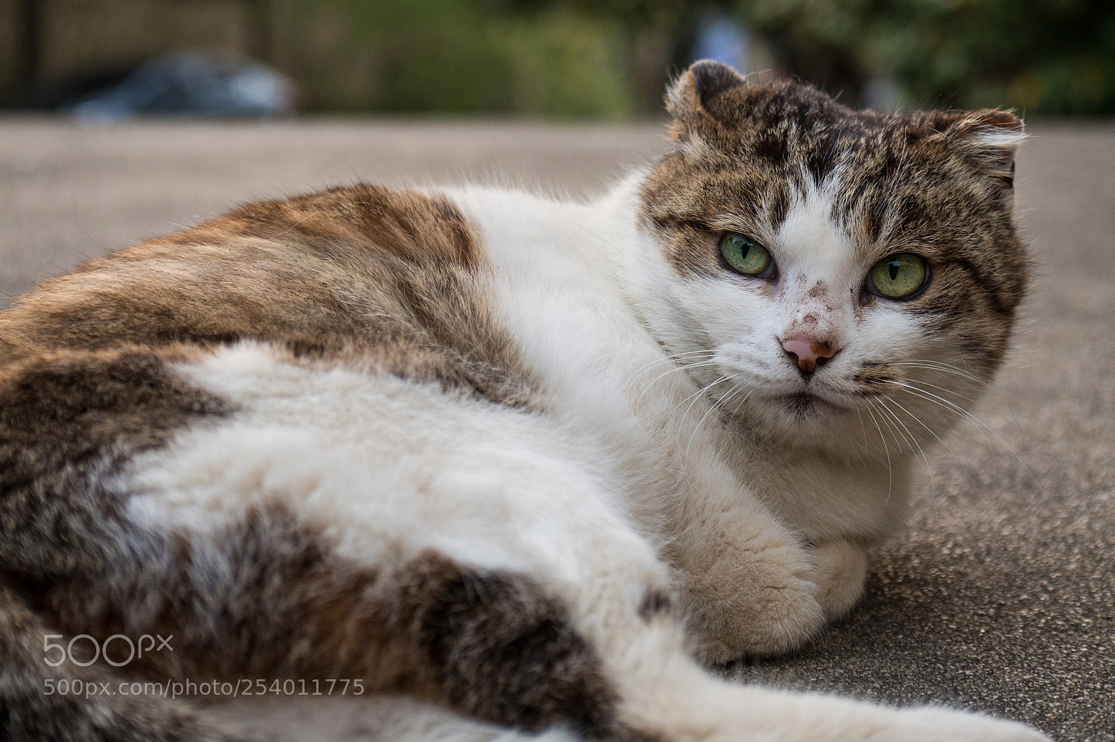 Panasonic Lumix DC-G9 sample photo. 바닥에 누워있는 귀 짧은 고양이 photography
