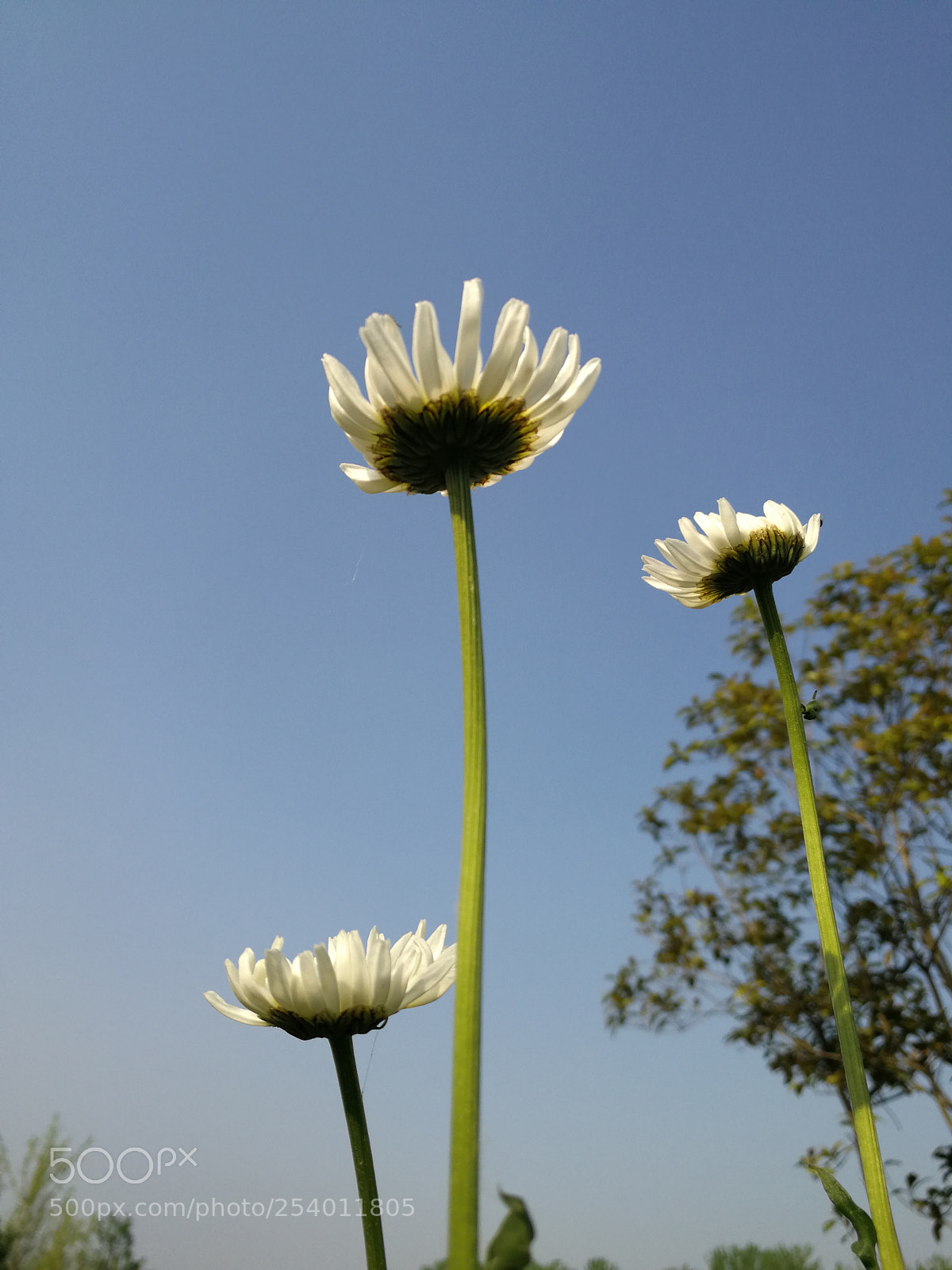 HUAWEI Mate 9 sample photo. Untitled photography
