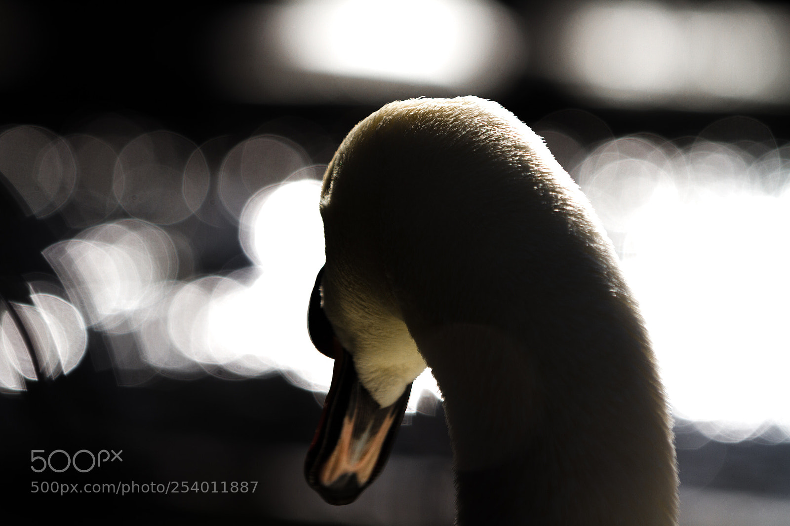 Canon EOS 7D sample photo. Swan from a different photography