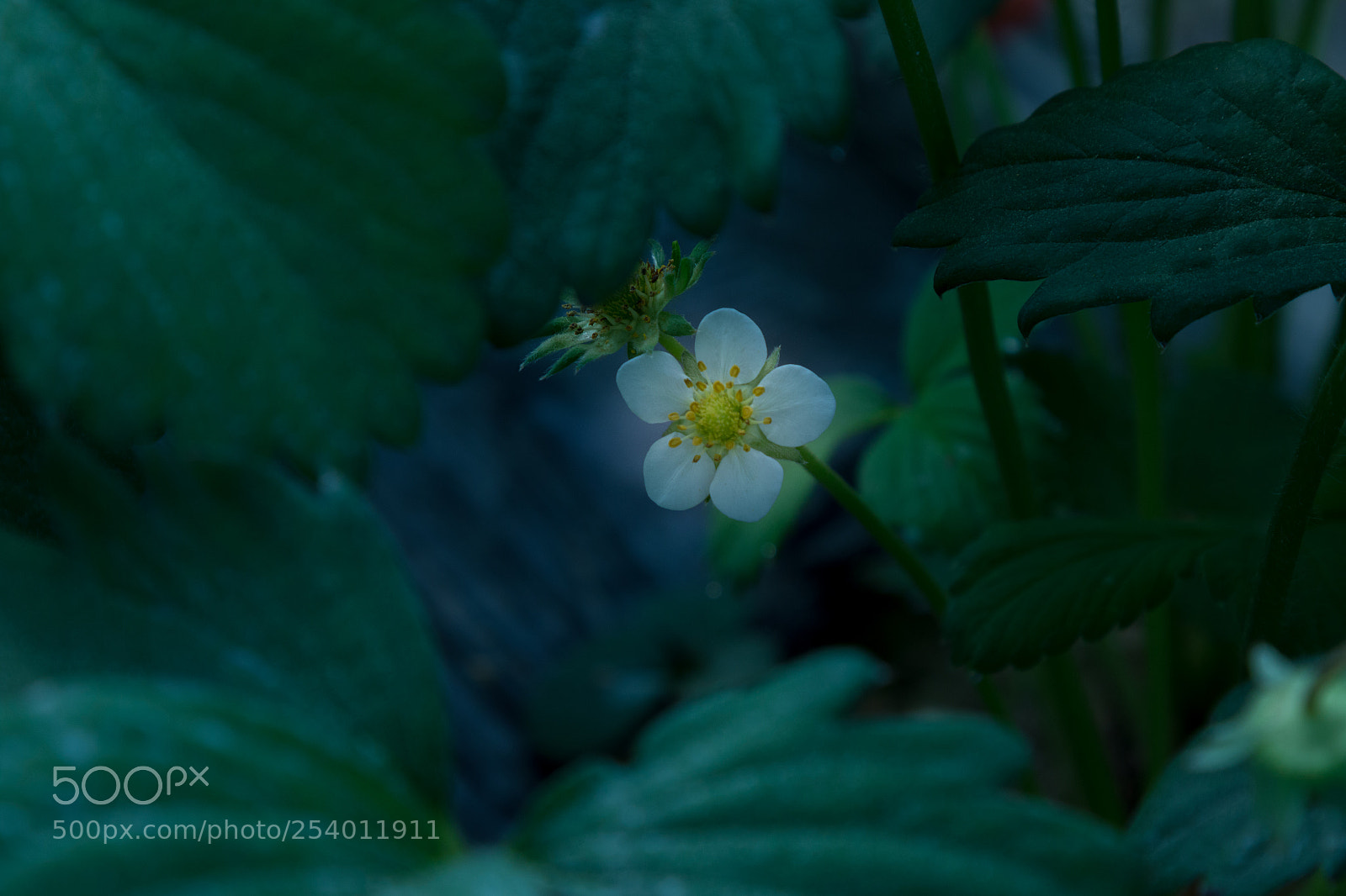 Canon EOS 70D sample photo. 清晨的小花 photography