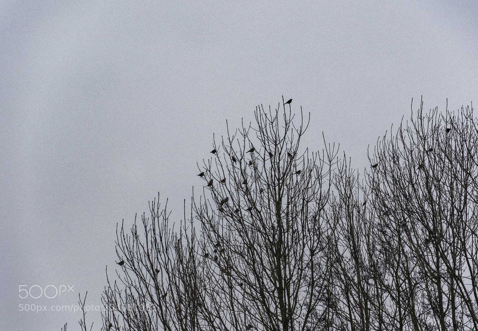 Nikon D5600 sample photo. Crows photography