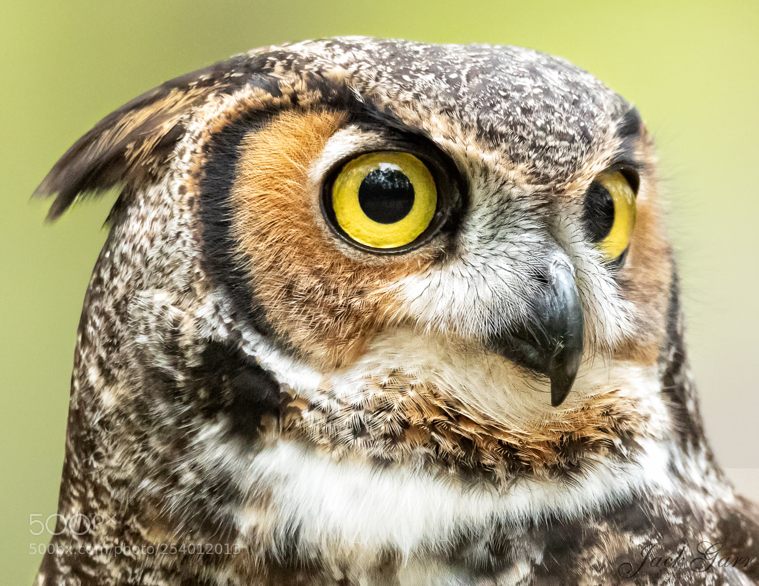 Canon EOS-1D X Mark II sample photo. Great horned owl closeup photography