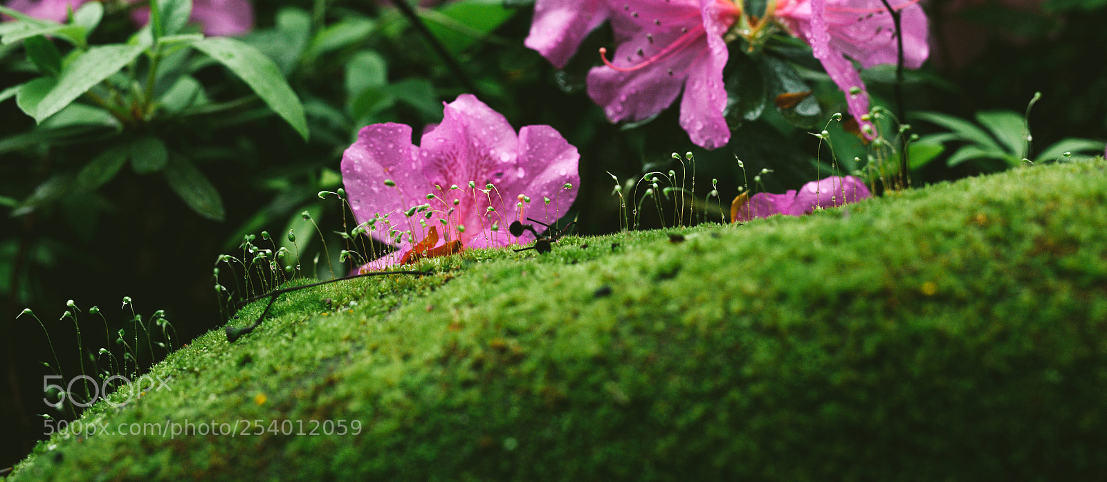 Canon EOS 5D Mark II sample photo. Untitled photography
