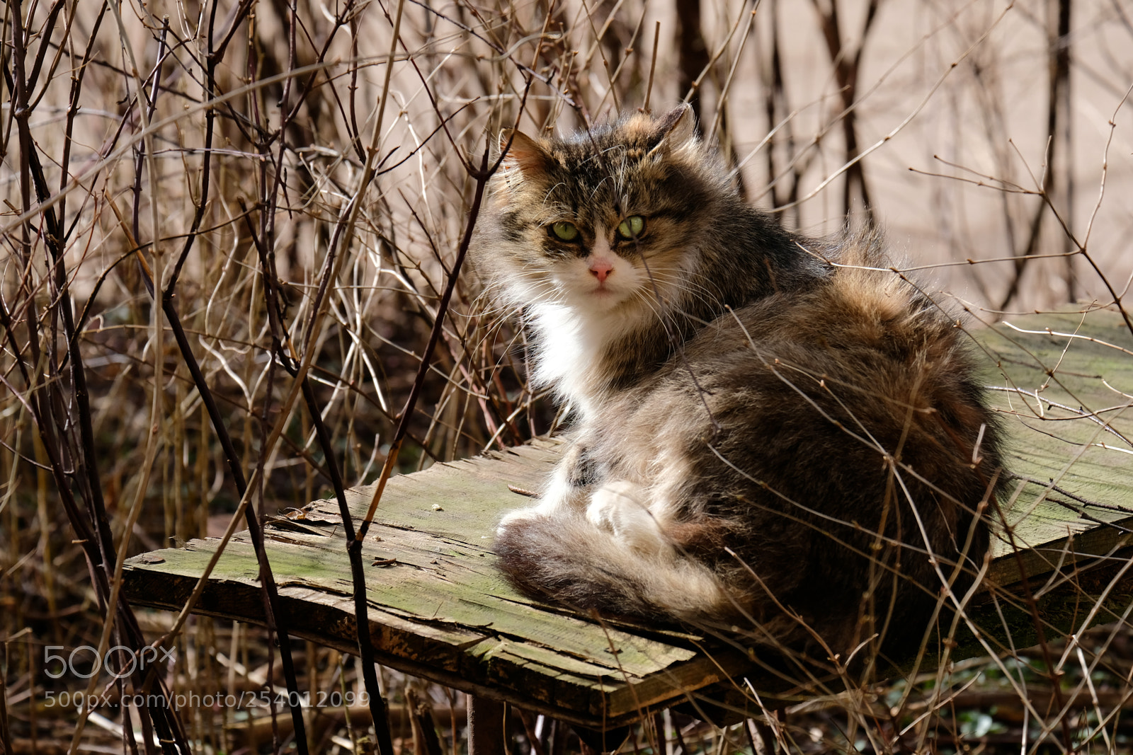 Fujifilm X-T20 sample photo. Fluffy cat under the photography