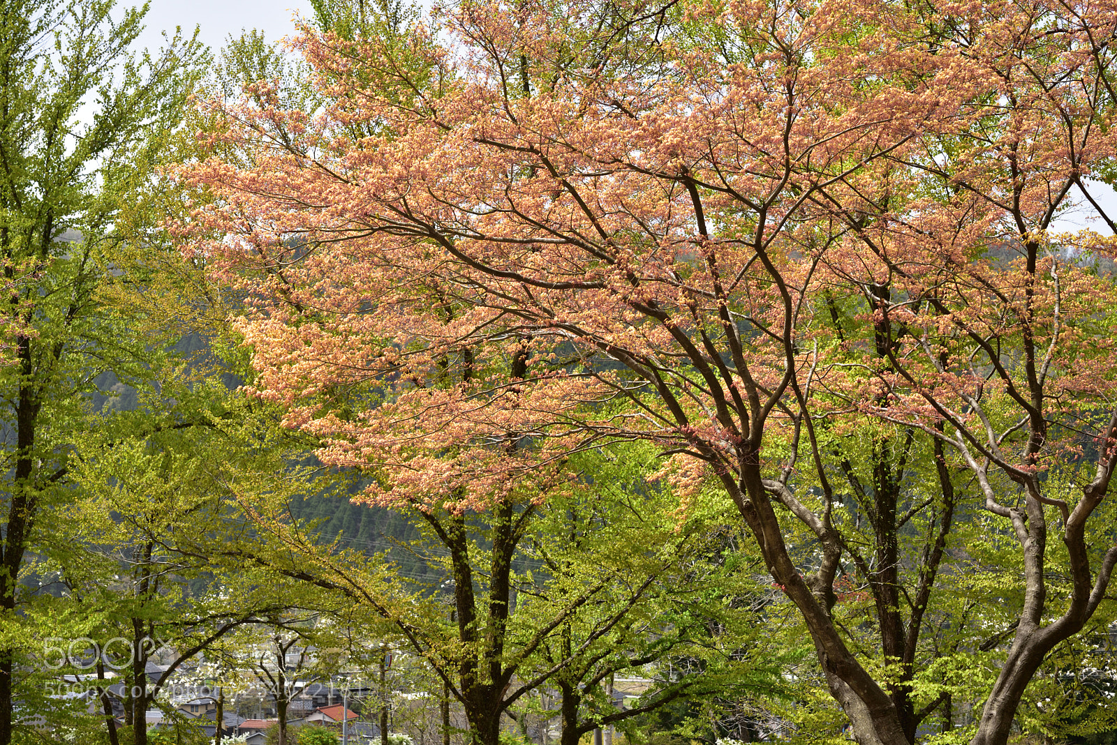 Nikon D750 + Nikon AF-S Micro-Nikkor 60mm F2.8G ED sample photo. 春・芽吹き 白山樹木公園 photography