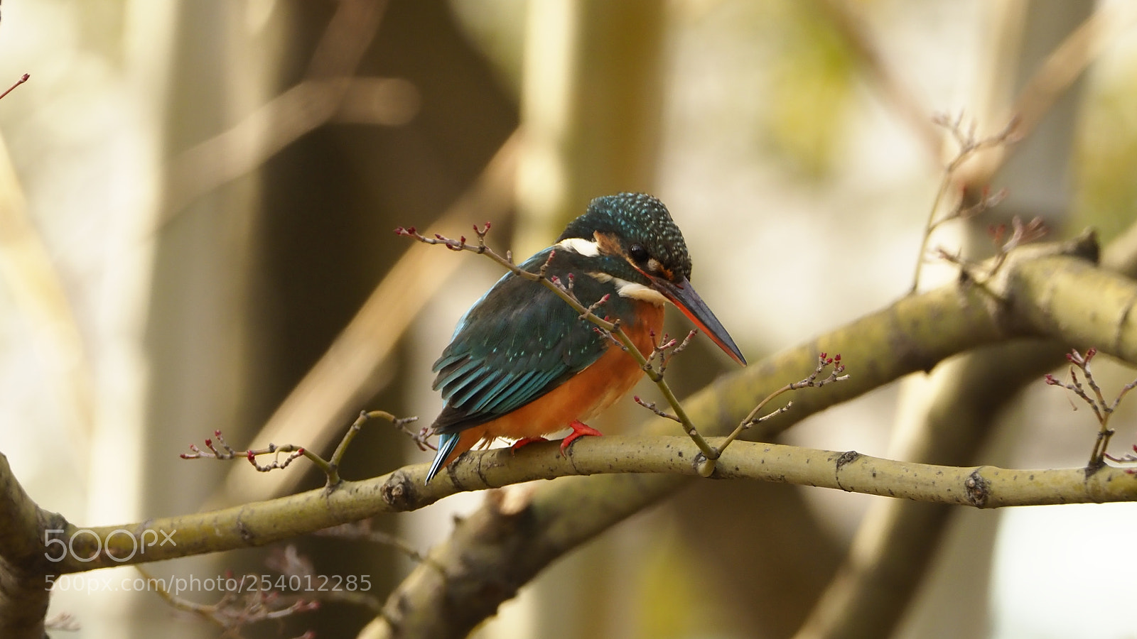 Olympus OM-D E-M1 Mark II sample photo. Common kingfisher photography