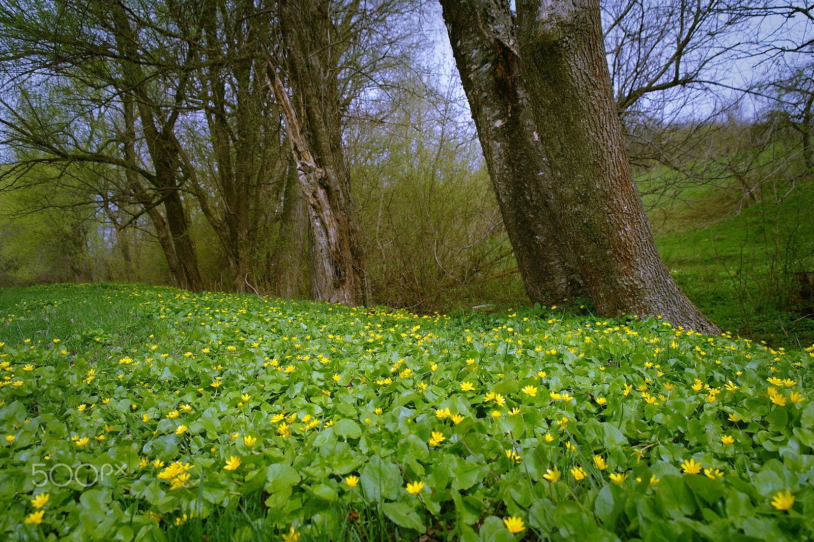 Samsung NX5 sample photo. Spring. yellow. photography