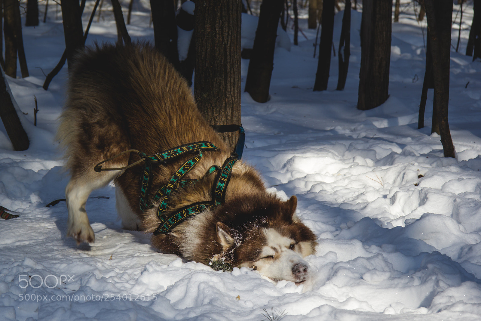 Canon EOS 60D sample photo. Husky. sled dogs village photography
