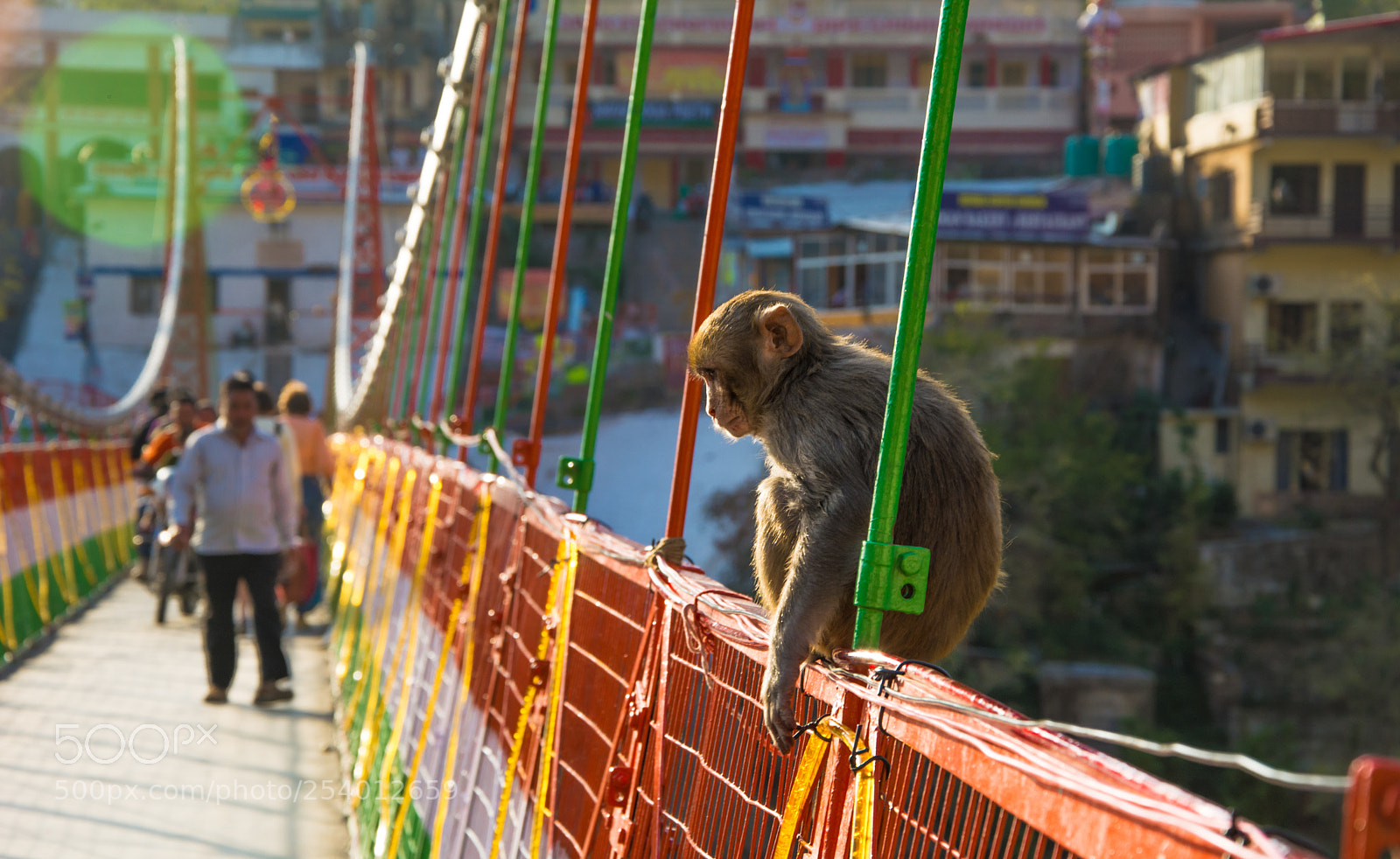 Nikon D5200 sample photo. A monkeys day photography