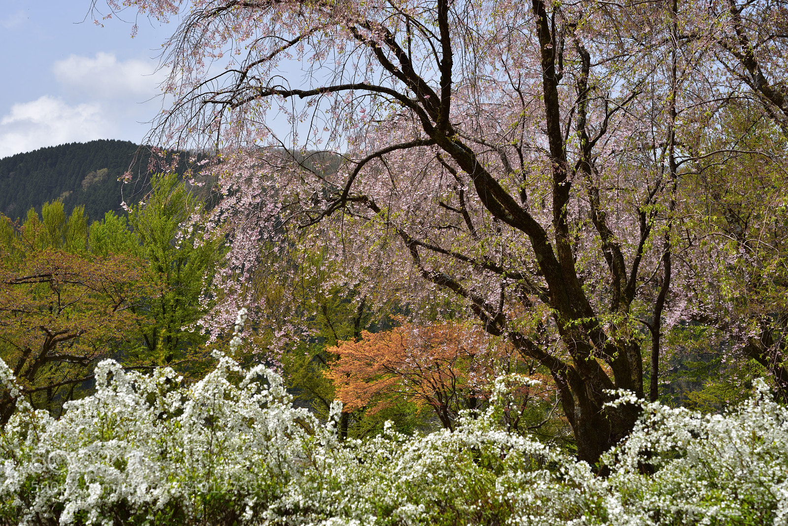 Nikon D750 sample photo. ユキヤナギと枝垂れ桜 白山樹木公園 photography