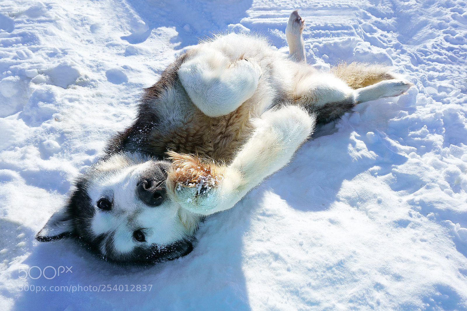 Sony a6000 sample photo. Lillh rdal alaskan malamute photography