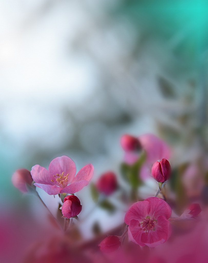 Blossoms Spring Sakura.. by Juliana Nan on 500px.com