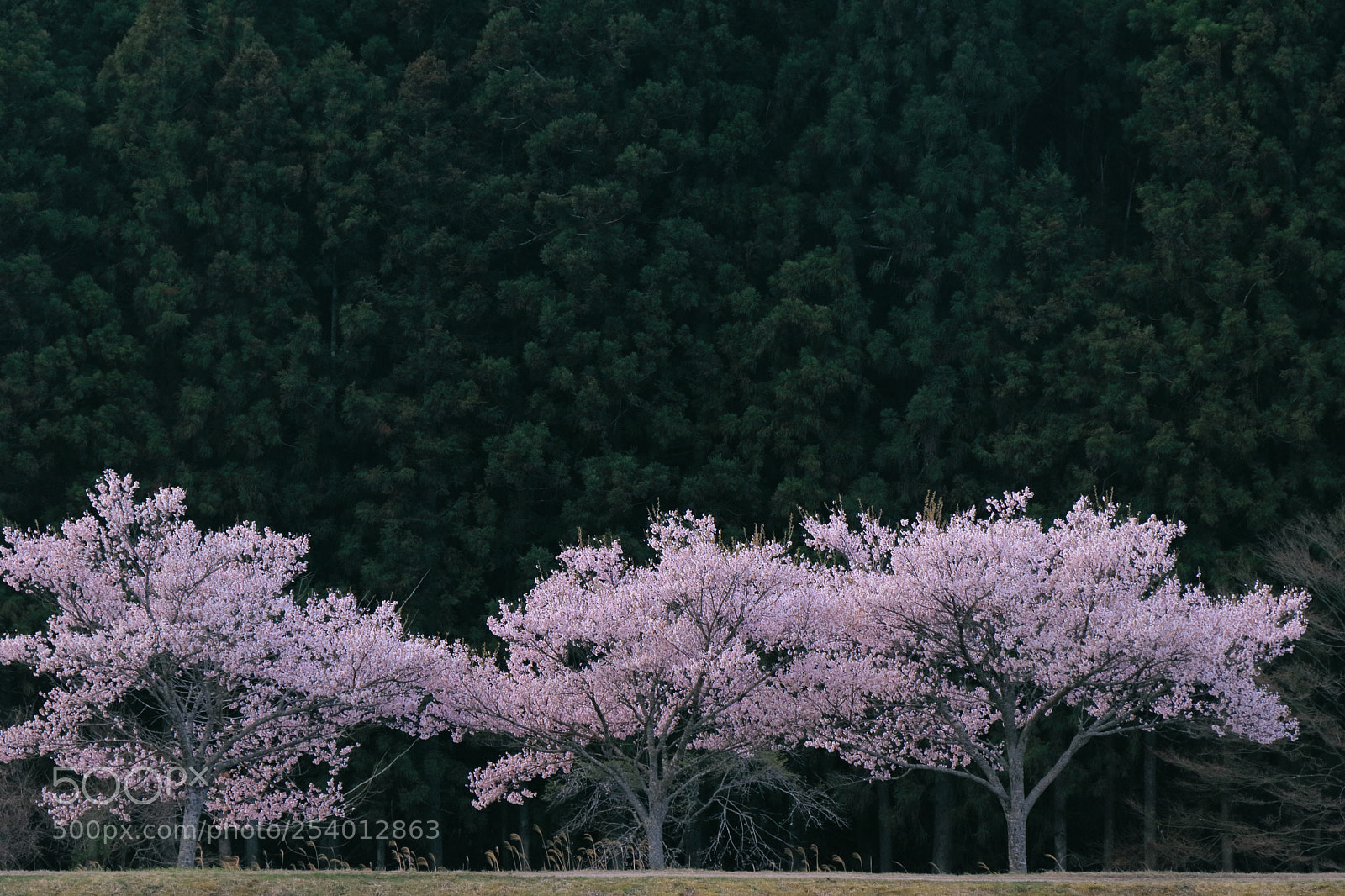 Canon EOS 80D sample photo. Cherry blossom photography
